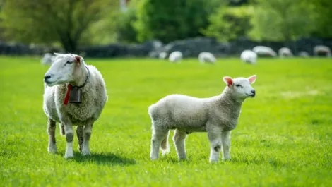 NZ lamb wool prices fall from 4-year high as higher kiwi makes local wool more costly
